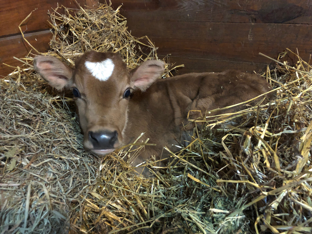 Baby Crouton!